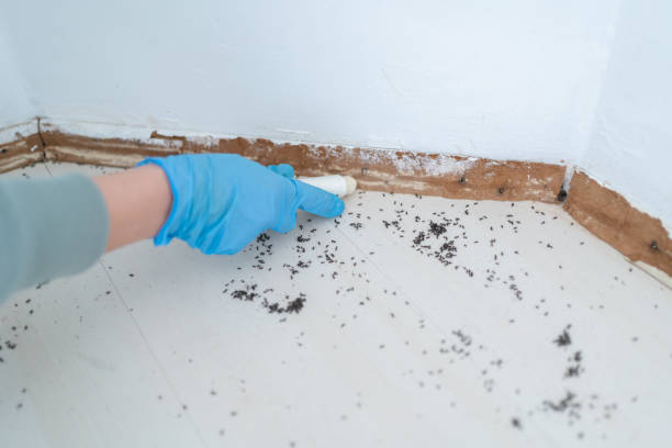 Best Flea Control Services  in Chewelah, WA
